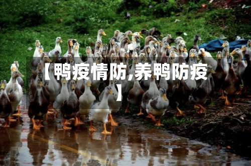 【鸭疫情防,养鸭防疫】-第3张图片